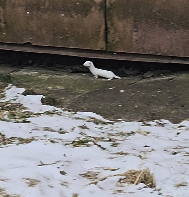 Жители Тверской области заметили ласку-отшельницу