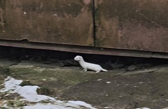 Жители Тверской области заметили ласку-отшельницу