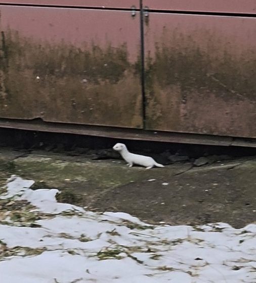 Жители Тверской области заметили ласку-отшельницу Жители Тверской области заметили ласку-отшельницу