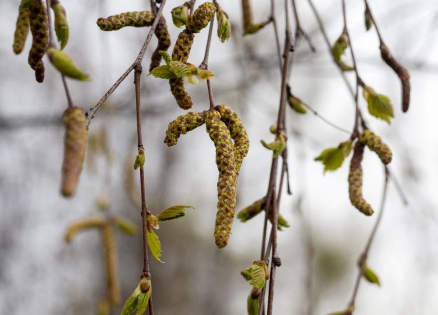 Сезон аллергии в России начнется намного раньше срока