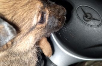 В Тверскую область привезут боевого щенка