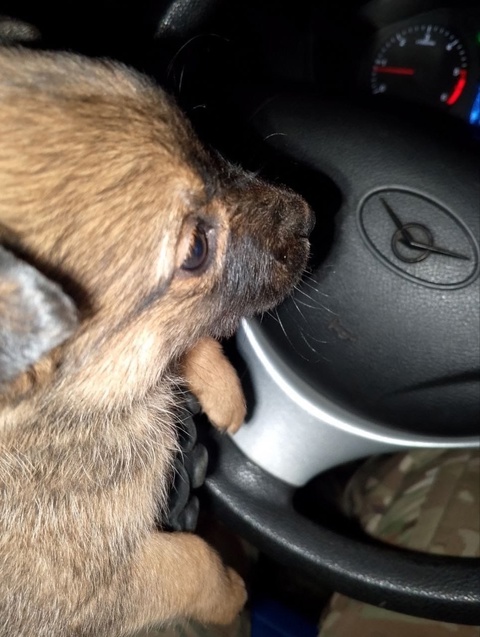 В Тверскую область привезут боевого щенка