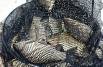 В Тверской области жители выловили целый мешок теляпий