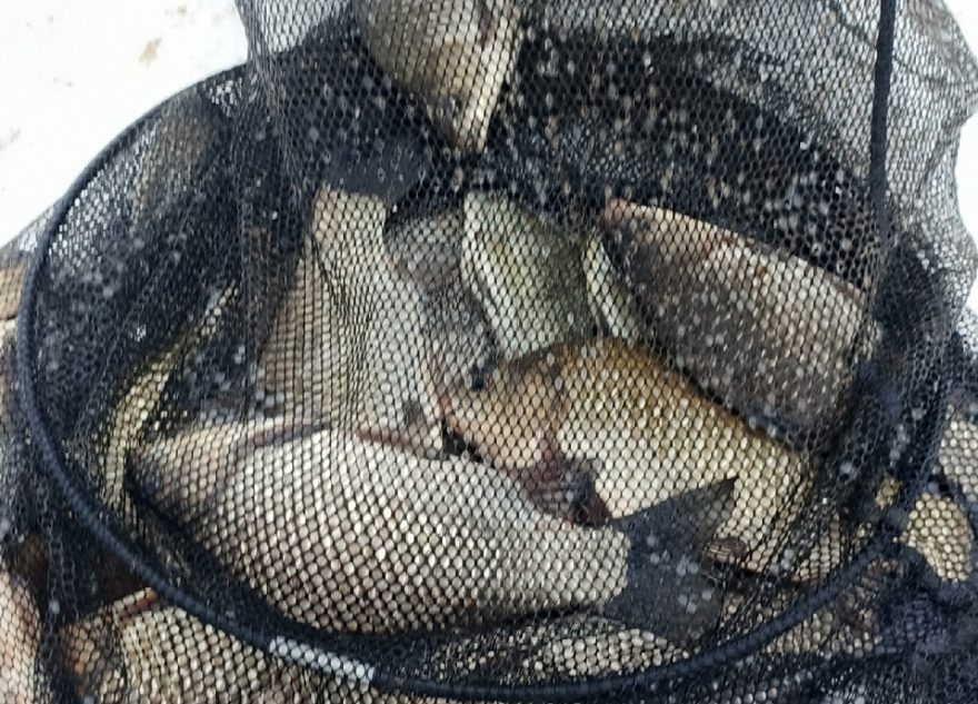 В Тверской области жители выловили целый мешок теляпий