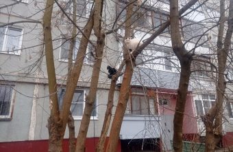 В Тверскую область с зимовья вернулись котики