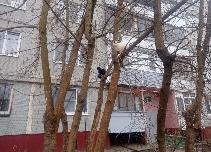 В Тверскую область с зимовья вернулись котики