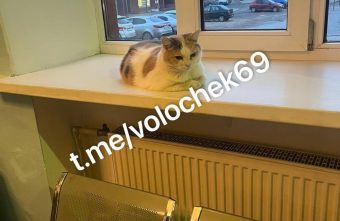 В Тверской области назначили нового пушистого смотрителя вокзала В Тверской области назначили нового пушистого смотрителя вокзала