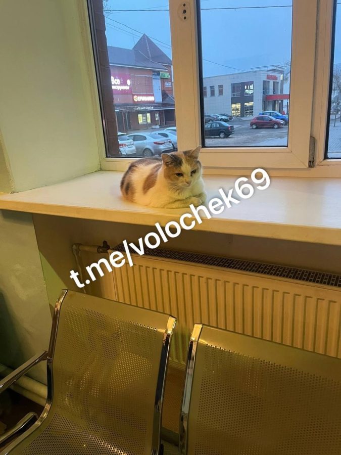 В Тверской области назначили нового пушистого смотрителя вокзала