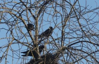 В Тверской области запечатлели, как птицы меняются гнездами В Тверской области запечатлели, как птицы меняются гнездами