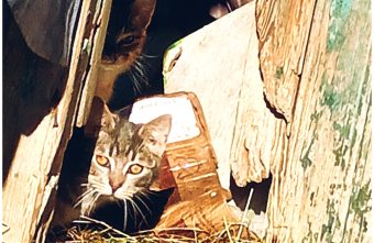 В Тверской области 15 котов ждут своих хозяев