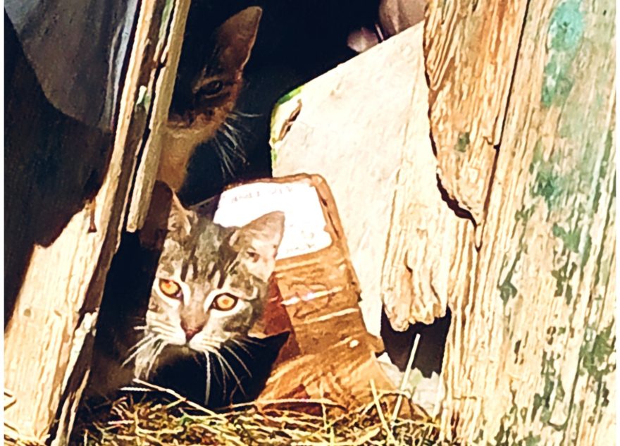 В Тверской области 15 котов ждут своих хозяев