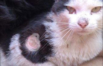 Тайна дружбы израненного кота и собаки из Тверской области раскрыта