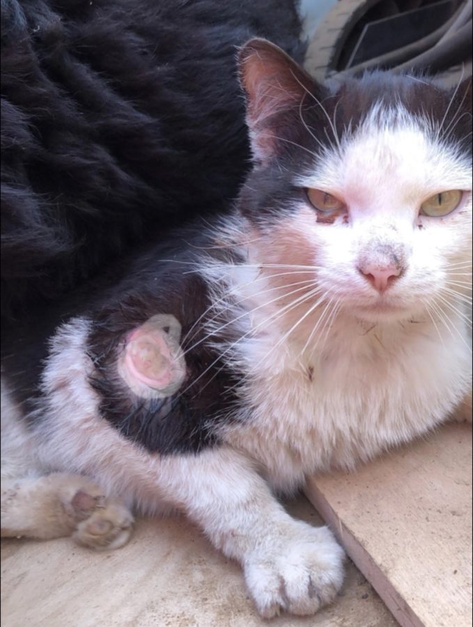 Тайна дружбы израненного кота и собаки из Тверской области раскрыта