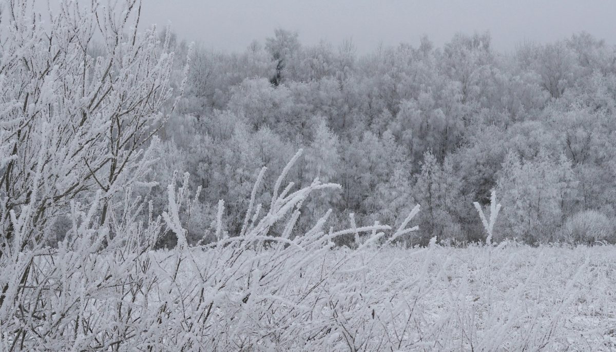 Полноценная зима вернется в Тверскую область Полноценная зима вернется в Тверскую область