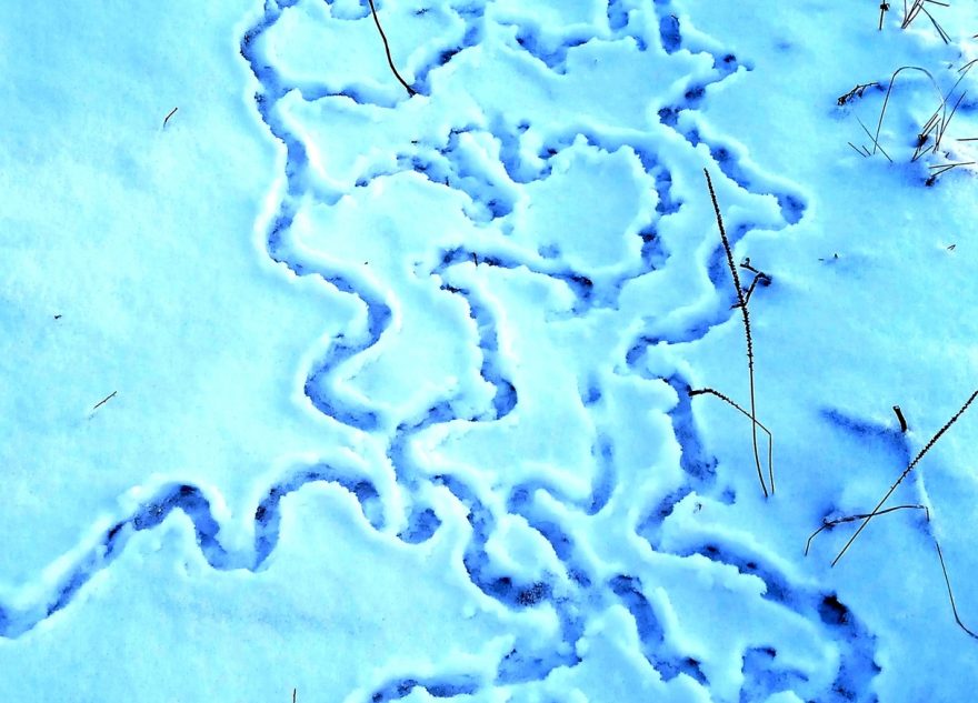 В Твери обнаружили на снегу таинственные следы-лабиринты