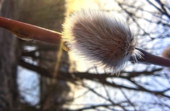 В Тверской области в феврале распустилась верба