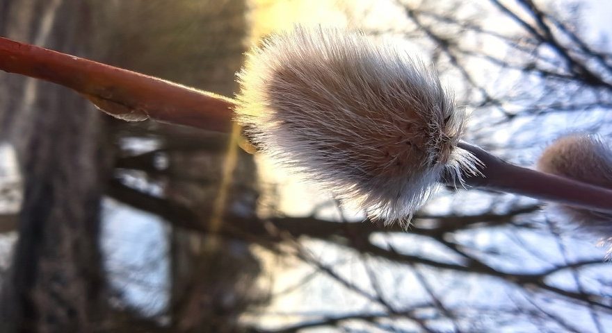 В Тверской области в феврале распустилась верба