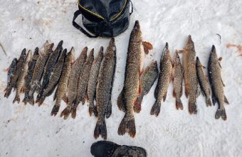 Житель Тверской области выловил 19 рыб за раз