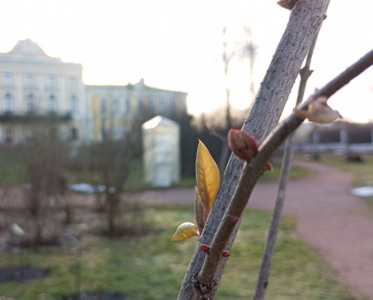 Из-за теплой зимы в Твери раскрылись листья сирени, а магнолия показала бутоны
