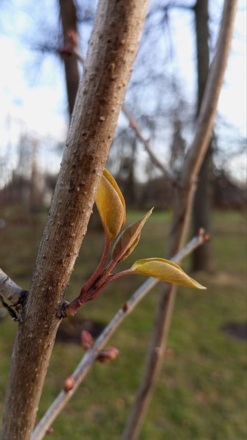 Из-за теплой зимы в Твери раскрылись листья сирени, а магнолия показала бутоны
