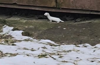 В Тверской области у многоэтажек бегает белоснежная ласка В Тверской области у многоэтажек бегает белоснежная ласка