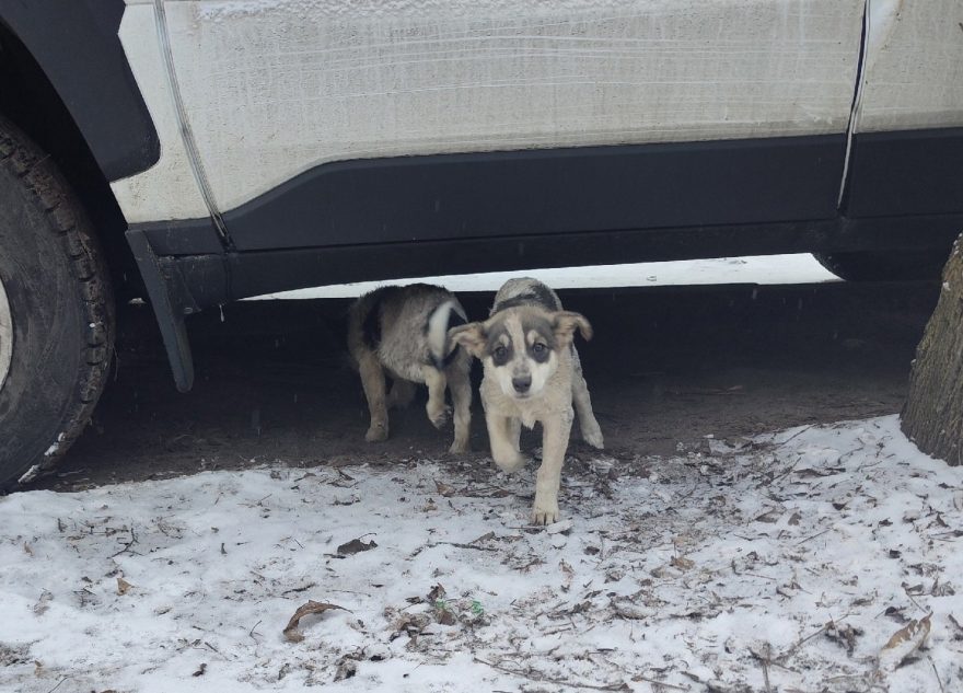 В Твери спасли щенков, выброшенных под машину