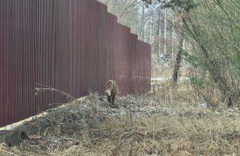 В Тверской области среди машин и людей бегает лиса В Тверской области среди машин и людей бегает лиса