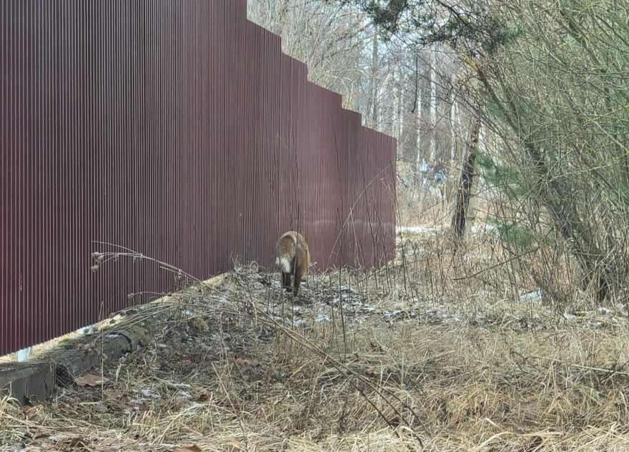 В Тверской области среди машин и людей бегает лиса