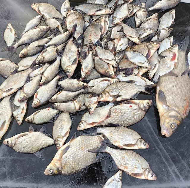 В Тверской области рыбаки за один раз поймали больше 50 рыб