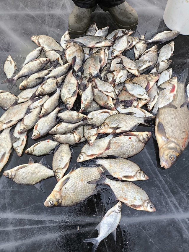 В Тверской области рыбаки за один раз поймали больше 50 рыб