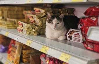 В одном из продуктовых магазинов Тверской области по скидке продают кота