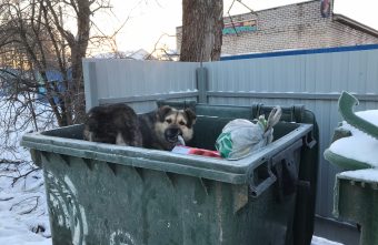В Тверской области брошенные собаки селятся на помойках В Тверской области брошенные собаки селятся на помойках