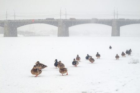 В Твери утки в ожидании весны вынуждены ходить пешком