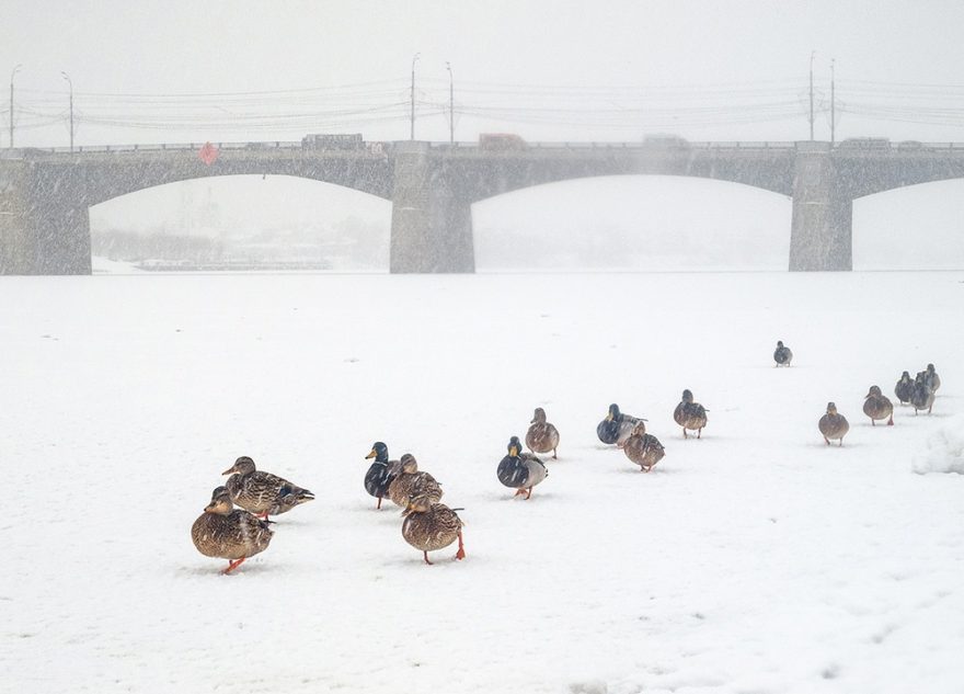 В Твери утки в ожидании весны вынуждены ходить пешком