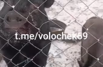 В Тверской области пополняется приют легендарных черных поросят В Тверской области пополняется приют легендарных черных поросят