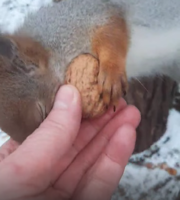 В Твери белка меняет кедровые орехи на грецкие