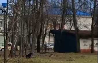 В Тверской области бездомные собаки не дают прохода взрослым и детям В Тверской области бездомные собаки не дают прохода взрослым и детям