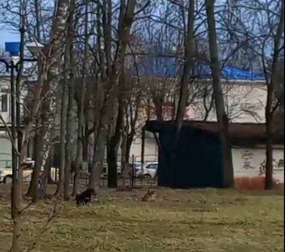 В Тверской области бездомные собаки не дают прохода взрослым и детям В Тверской области бездомные собаки не дают прохода взрослым и детям