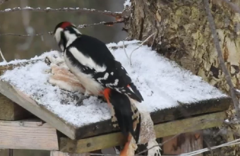 В Твери дятел захватил любимую еду синичек В Твери дятел захватил любимую еду синичек