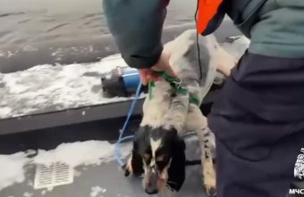 В Твери сотрудники МЧС спасли из ледяного плена собаку В Твери сотрудники МЧС спасли из ледяного плена собаку