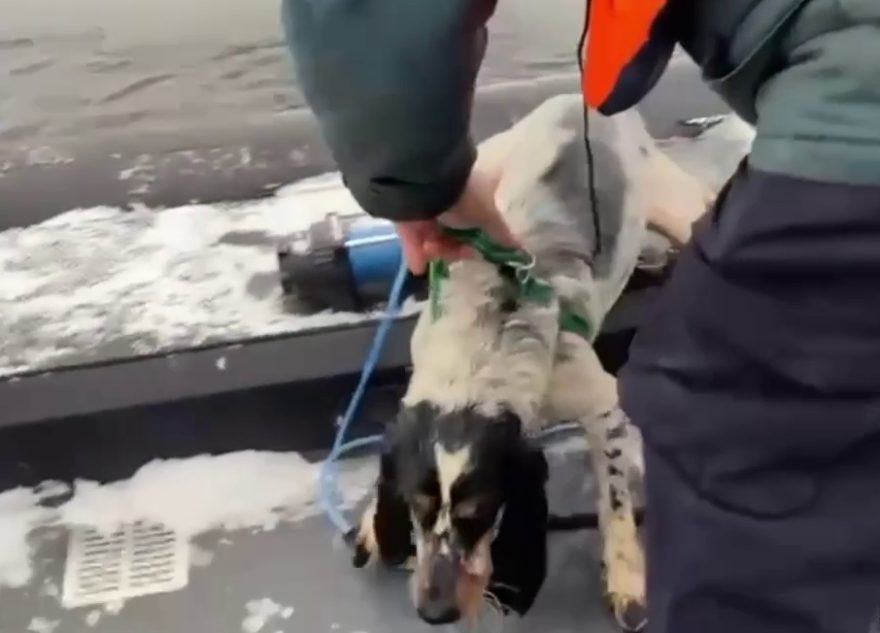 В Твери сотрудники МЧС спасли из ледяного плена собаку