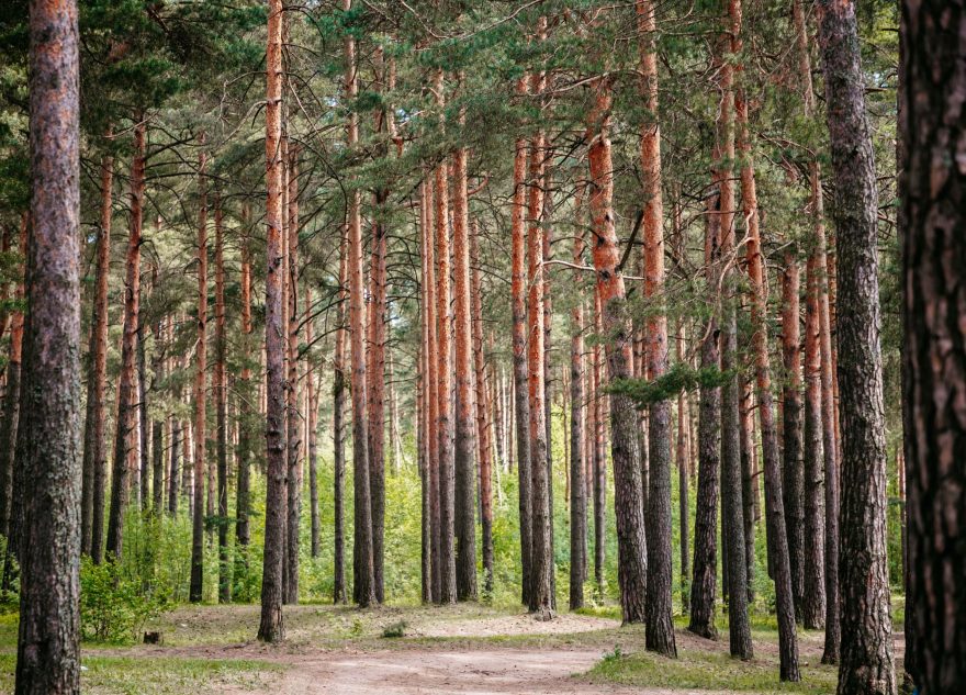 Лесничему из Тверской области присвоили звание «Заслуженный лесовод РФ»