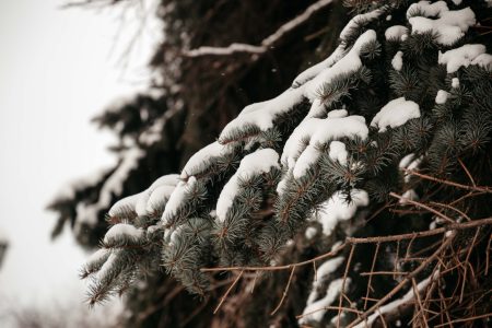 В Тверской области зима начнет набирать силу В Тверской области зима начнет набирать силу