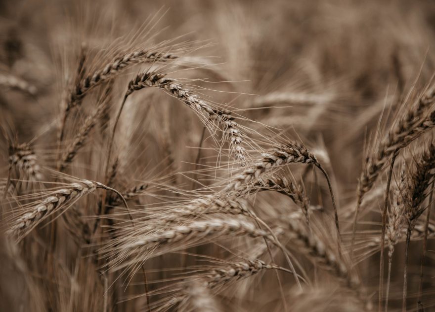 Какие страны заинтересованы импортировать еду из РФ?