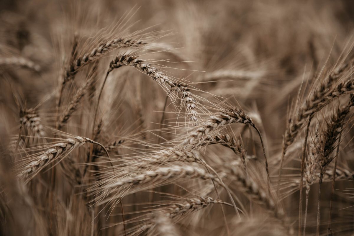 Какие страны заинтересованы импортировать еду из РФ?