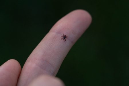 Январская оттепель заставила клещей в Тверской области выйти на охоту Январская оттепель заставила клещей в Тверской области выйти на охоту