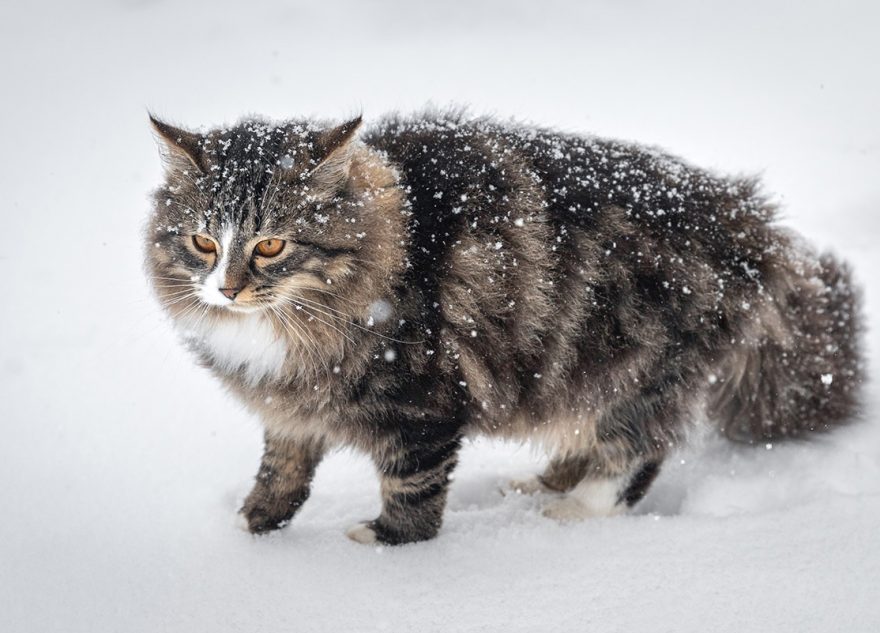 Февраль несет в Тверскую область сильные морозы и снегопады