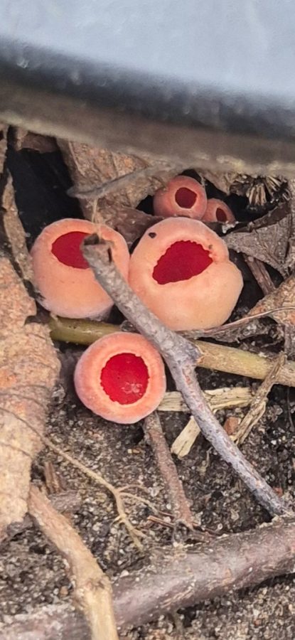 На территории Тверской области растут необычные грибы