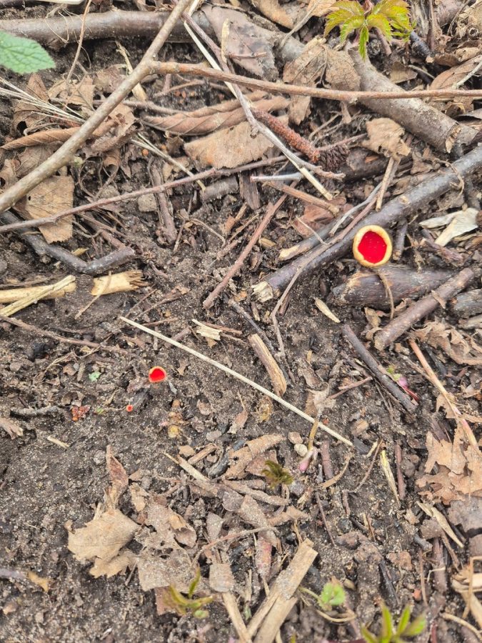 На территории Тверской области растут необычные грибы