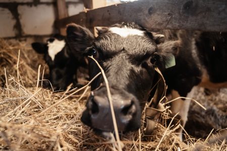 В Тверской области продолжают поддерживать сельхозпроизводителей в сфере животноводства и товарного рыбоводства